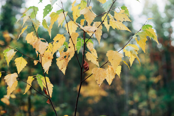 Осенние листья березы крупным планом
