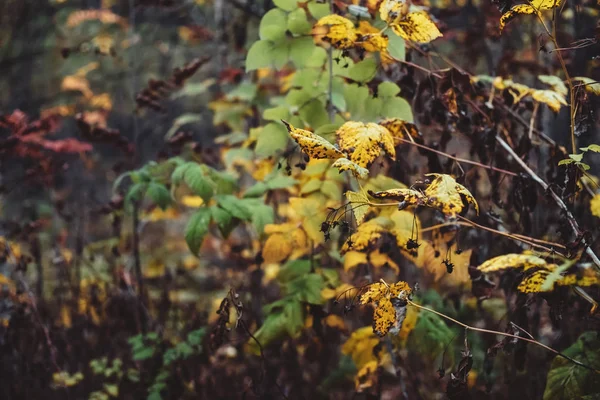 Narancs Sárga Őszi Levelek Bokeh Háttér — Stock Fotó