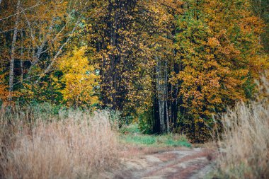Renkli yaprakları olan harika sonbahar manzarası