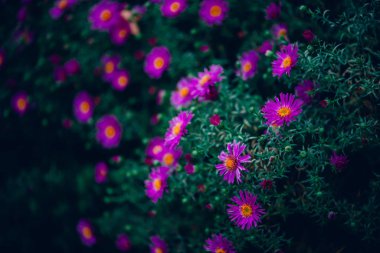 Yeşil çimlerde senfoni novi-belgii çiçekleri