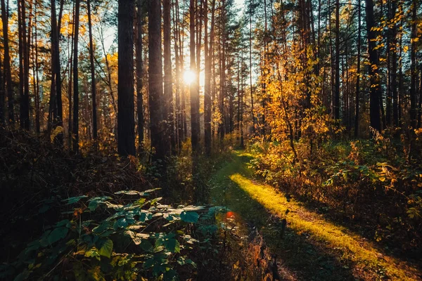 Úžasná Malebná Krajina Časných Ranních Hodinách Kolejí Podzimním Lese — Stock fotografie