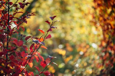 Sonbahar bokeh arka planında canlı kırmızı Hawthorn yaprakları