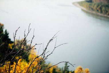 Su arka planında düşmüş yaprakları olan ağaç. Turuncu sarı sonbahar arkaplanı