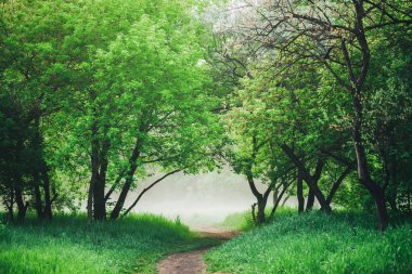 Mist among trees on meadow in park in early morning