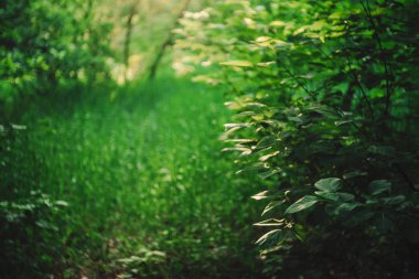 Bokeh of vivid leaves of trees in sunlight