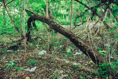 Rubbish heap in park among vegetation