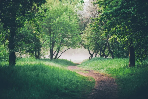 Μονοπάτι Κάτω Από Δέντρα Στο Πάρκο Νωρίς Πρωί Στην Ομίχλη — Φωτογραφία Αρχείου