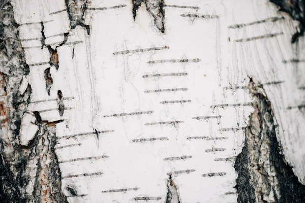 Vit Natur Bakgrund Björk Bark Närbild — Stockfoto