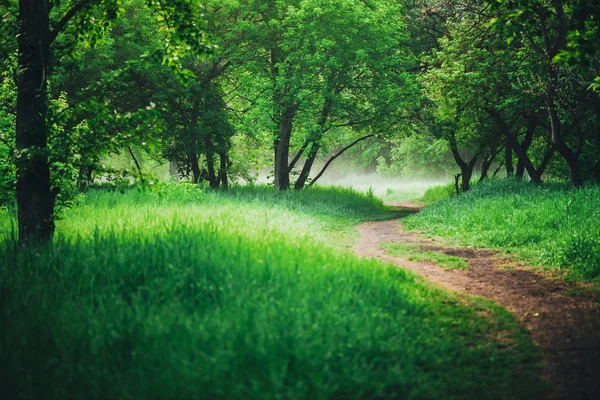 Paisagem Cênica Com Bela Folhagem Verde Exuberante — Fotografia de Stock