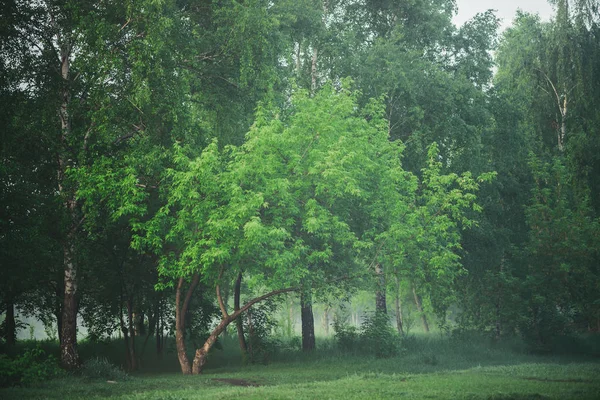 Mist Trees Meadow Park Early Morning — Zdjęcie stockowe