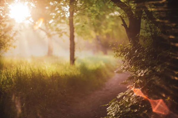 Paysage Nature Matinale Plein Soleil — Photo