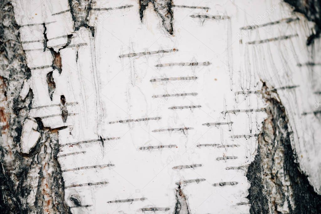 White nature background of birch bark close-up