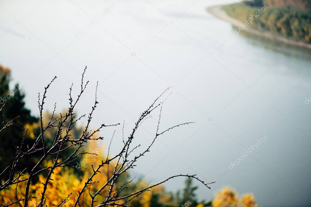 Tree with fallen foliage on water background. Orange yellow autumn backdrop