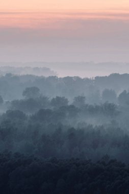 Sabahın erken saatlerinde ormanın gizemli manzarası. Tayga 'da şafak öncesi gökyüzünün altındaki ağaç siluetlerinin arasındaki ürkütücü sis. Soluk mavi tonlarda görkemli doğanın atmosferik minimalistik manzarası