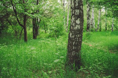 Huş ağacı, zengin bitki örtüsü arasında güzel bir çayırda yetişir. Huş ağacının gövdesine yakın çekim. Ağaçlar arasında yeşil çimlerin olduğu manzara manzarası. Yeşillik içinde doğal bir geçmişi var. Güneşli bir günde canlı bir manzara.