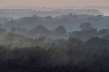 Sabahın erken saatlerinde sis altında ormanın tepesinden mistik bir manzara. Sıcak şafak öncesi gökyüzü altında taiga ağaç siluetleri katmanları arasında Sis. Görkemli doğanın sabah atmosferik minimalist manzara.