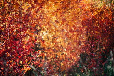 Sonbahar bokeh arka planında parlak kırmızı dikenli yapraklar. Güneş doğarken, sonbahar çiti dokusunda güzel bir krataegus çalısı. Gün batımında Rich Flora. Altın saatinde renkli yapraklar. Sahne doğal arkaplan.