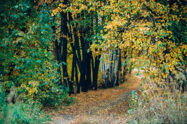 Çok renkli yaprakları olan harika bir sonbahar manzarası. Ağaçların üzerine düşen yapraklar. Sarı turuncu yapraklar. Altai 'de güzel bir sonbahar. Düşen yapraklarla dolu renkli bir sonbahar ormanı. Resim gibi bir manzara..