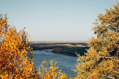 Mavi arka planda turuncu sarı sonbahar yaprakları. Manzaralı sonbahar zengin bitki örtüsü. Güneşli ışıkta renkli yapraklar. Nehir zemininde güneş ışığında doğal çok renkli yapraklar. Sonbahar doğası.