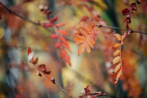 Wild rowan branches in autumn forest on bokeh background in sunrise. Orange red leaves in sunset close-up. Autumn woodland backdrop with colorful rich flora in sunlight. Fall rowan leaves in backlight