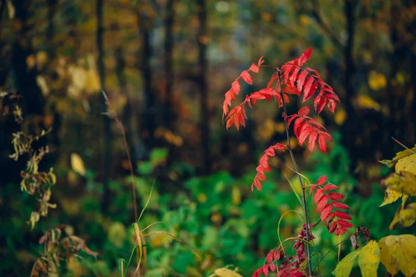 豊かな植物の背景に秋の森の中で鮮やかな赤の葉を持つ野生のローワンの枝 秋の赤い葉がクローズアップされます カラフルな植生と秋の森の背景 森の中の秋の紅葉 — ストック写真