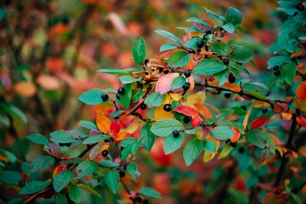 Bessen Cotoneaster Tak Herfst Bokeh Achtergrond Bearberry Struik Met Herfst — Stockfoto