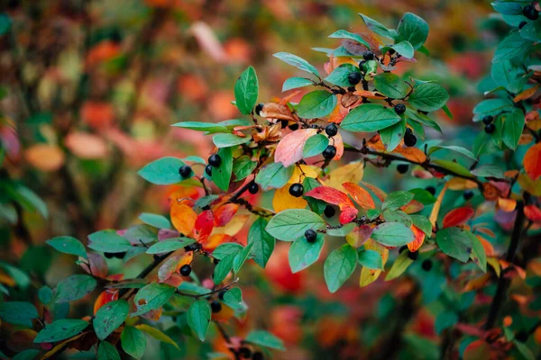 Sonbahar Bokeh arka planında, Cotoneaster dalında dut. Sonbahar yapraklı sakız çalısı. Yeşil kırmızı turuncu renkli çok renkli yapraklar. Renkli zengin bitki örtüsüyle sonbahar arkaplanı.