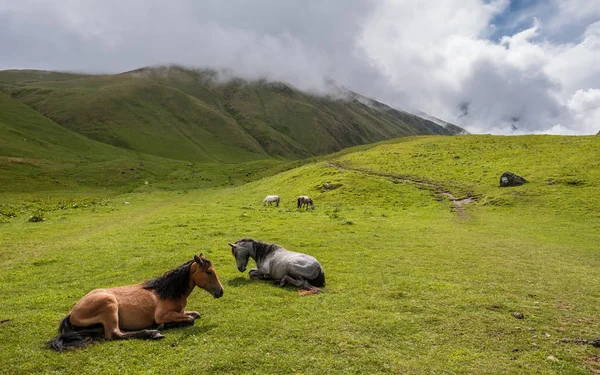 Pemandangan Lembah Caucasus Dengan Kuda Dekat Kamp Zeta Georgia — Stok Foto