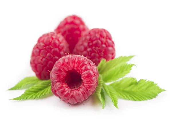 Framboise aux feuilles isolées sur fond blanc — Photo