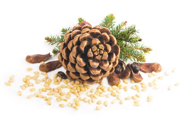Pine nuts and ripe pine cone on a white background — Stock Photo, Image