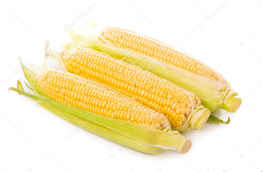 fresh raw corn cob isolated on white background