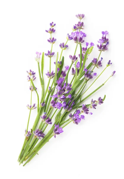 Gäng lavendel blommor på en vit bakgrund — Stockfoto