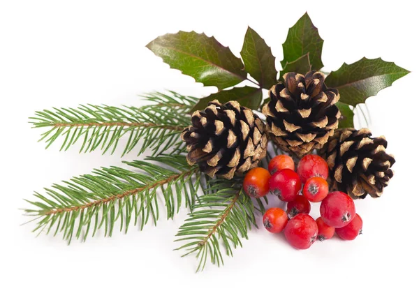 The branches of holly, pine cones, mountain ash berries — Stock Photo, Image