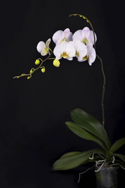 黑色背景上的孤立的白色兰花 — 图库照片