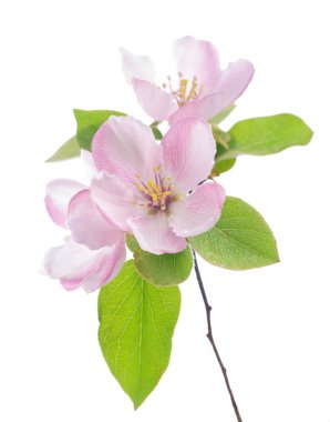 izole beyaz zemin üzerine beyaz elma çiçek şube