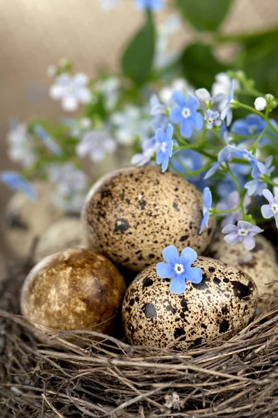 Kwarteleitjes in het nest en vergeet-me-niet — Stockfoto