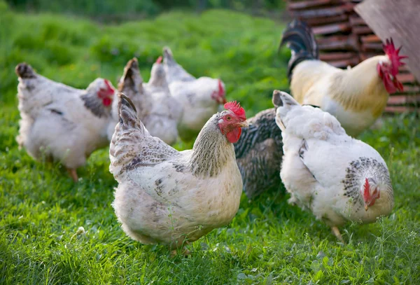 Rooster and Chickens. Free Range Cock and Hens — Stock Photo, Image
