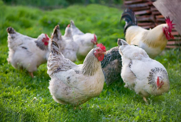 Gallo e galline. Gallo e galline ruspanti — Foto Stock