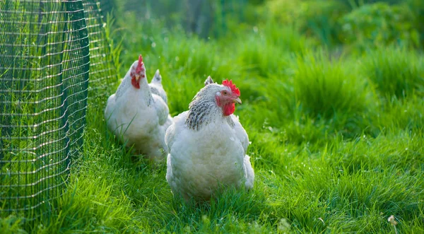 Kycklingar. Frigående kuk och höns — Stockfoto