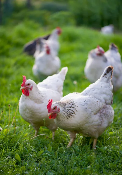 Polli. Gallo e galline ruspanti — Foto Stock