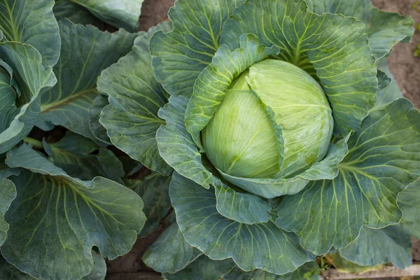 夏の農業野菜の緑のキャベツ畑屋外 — ストック写真