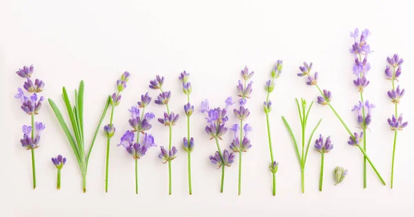 흰 배경에 라벤더 꽃이 뭉쳐 있다 — 스톡 사진