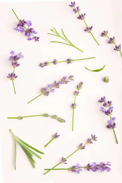 Paquete de flores de lavanda sobre un fondo blanco — Foto de Stock