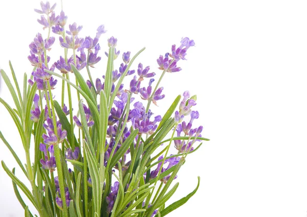 Lavender flowers bundle on a white background — Stock Photo, Image