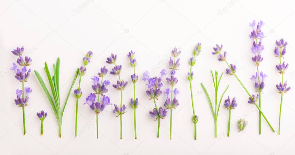 Lavender flowers bundle on a white background