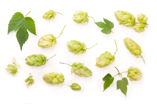 Rama de lúpulo verde fresco, aislado sobre un fondo blanco. Conos de lúpulo para hacer cerveza y pan . — Foto de Stock