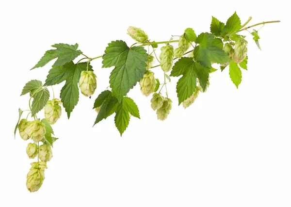 Frischer grüner Hopfenzweig, isoliert auf weißem Hintergrund. Hopfendolden zur Herstellung von Bier und Brot. — Stockfoto