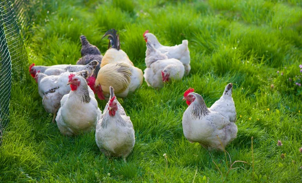 Rooster en kippen. Vrije uitloop haan en hennen — Stockfoto