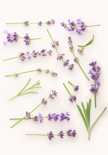 Paquete de flores de lavanda sobre un fondo blanco — Foto de Stock