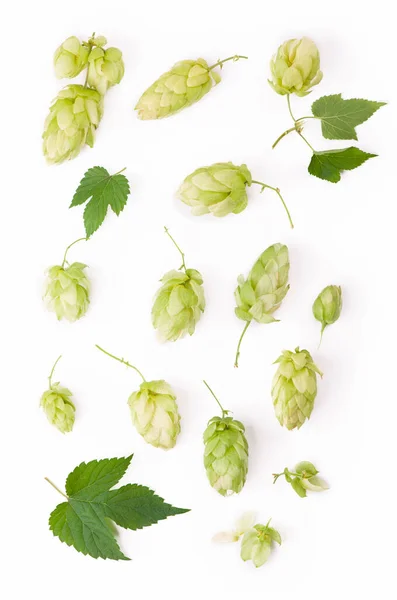 Ramo de lúpulo verde fresco, isolado num fundo branco. cones de lúpulo para fazer cerveja e pão . — Fotografia de Stock